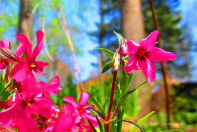 Early Spring Perennial.