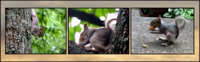 Baby Squirrel May 13, 2014