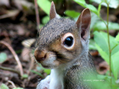 Baby squirrel. 