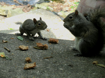 Baby Squirrel and it's Mother. 
