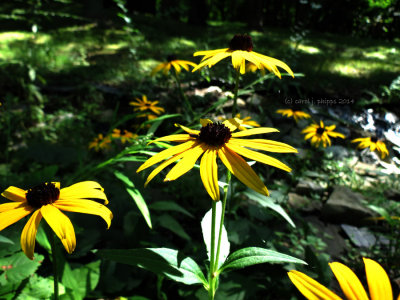 Black-eyed Susans in Sun and shadow.