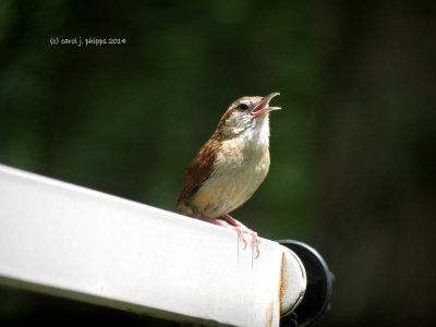 First Flight for New Baby Wrens