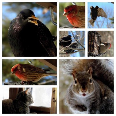 A Day in the life of my Bird Feeder!