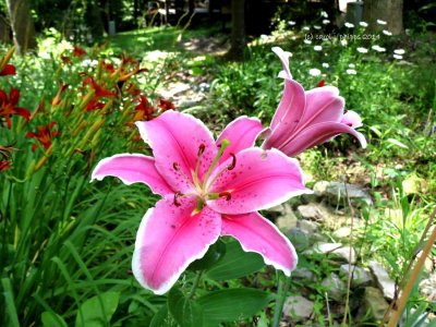 Asiastic Lilies and Day Lilies & Daisies