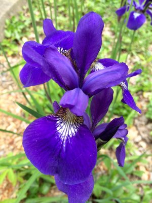 Dwarf Purple Iris 2015