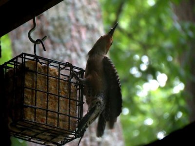 Red-Headed Woodpecker 