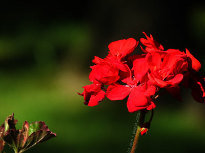 Geranium 