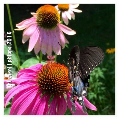 Black Swallowtail Butterfly