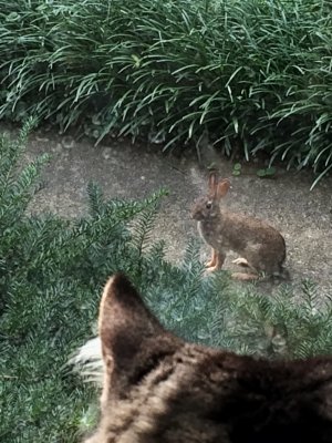 The Cat and the Hare. 