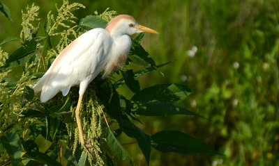 20130628 Cattle Egret   _7045