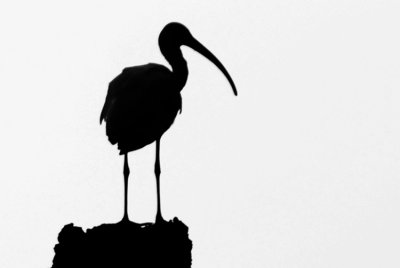 20130707 White Ibis _7431.jpg