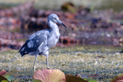 20130707 Im. Little Blue Heron 1_7464.jpg