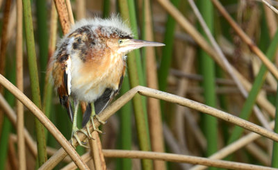 20130821 Least Bittern Chick   _8830