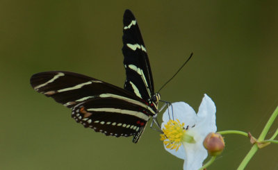 20130821 Zebra Longwing on Duckpotato Plant  _8851