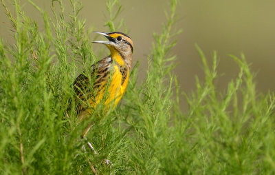 20130923 Eastern Meadowlark_9549