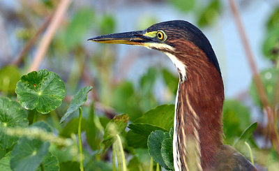 Viera Wetlands