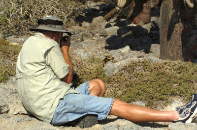 Land iguana poses