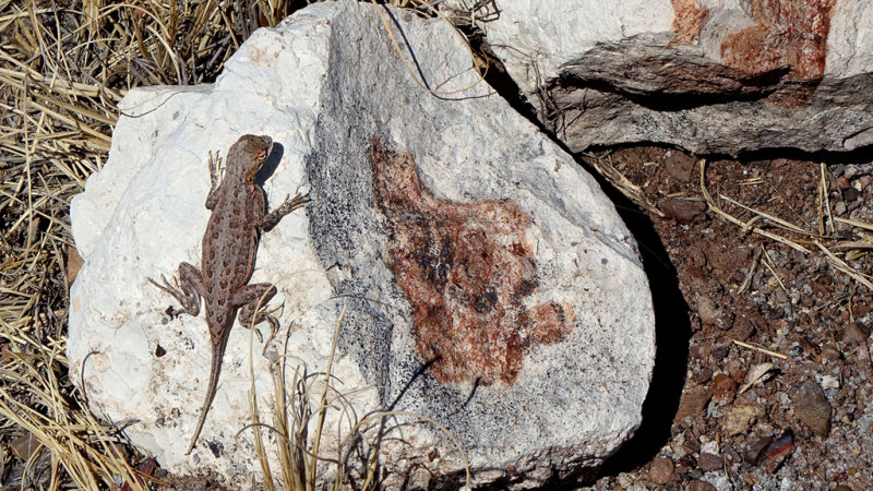 Petrified Forest National Park DSC05408 Lizard Cropped.jpg