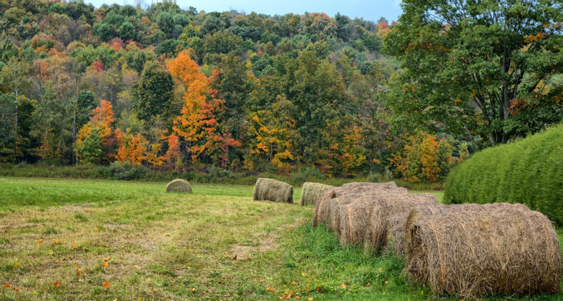 Vestal Fall Foliage RX10 HDR