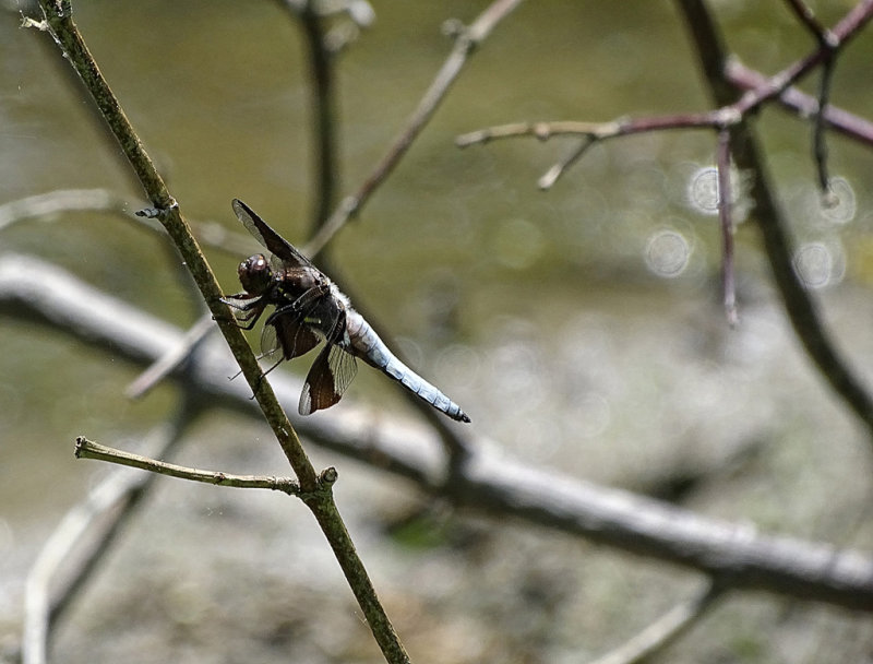 Dragonfly