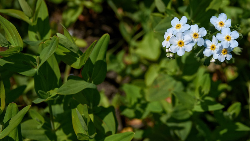 Forget-Me-Nots DSC06346raw.jpg