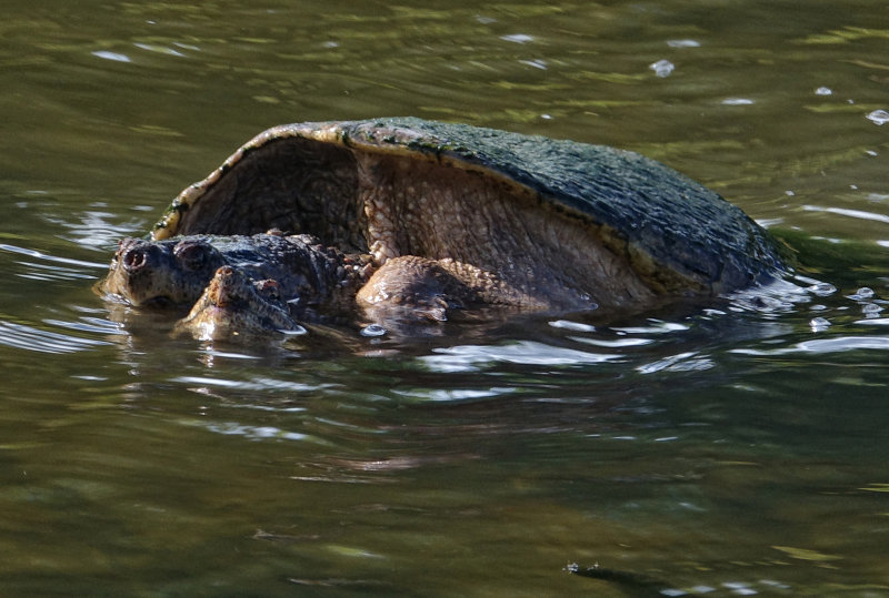 2 Headed Snapping turtle Suny Bing NY Wildlife Preserve