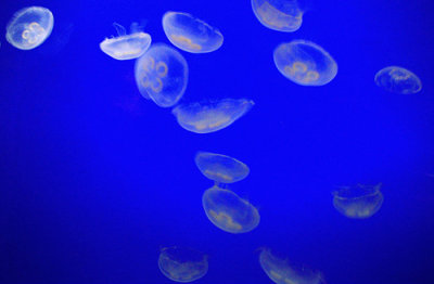 Jellyfish VIDEOS