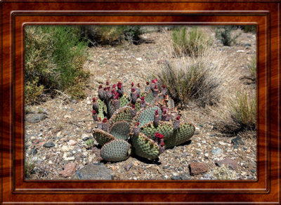 June 21 Mojave Desert National Preserve  California