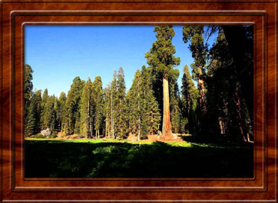 June 27 Sequoia National Park