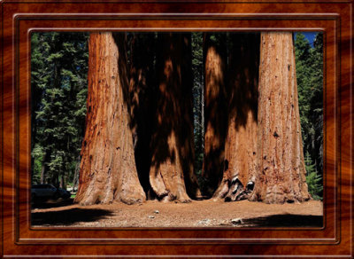 June 28 Sequoia National Park