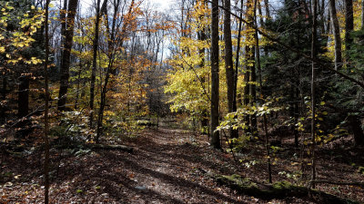 2013 RX100M1 Jones Park Vestal, NY Fall Foliage