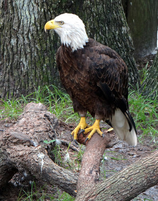 Bald Eagle DSC00606.jpg