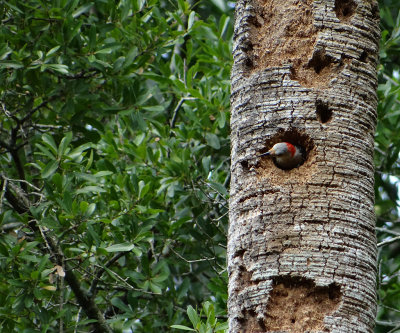 Juvenile red-bellied woodpecker.jpg