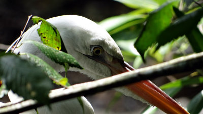 White ibis DSC00625.jpg