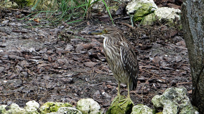 black-crowned night heron DSC00618.jpg