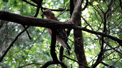 red-shouldered hawkDSC00609.jpg