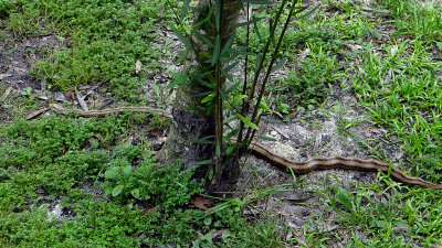 yellow rat snake.jpg