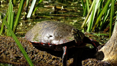 Painted Turtle