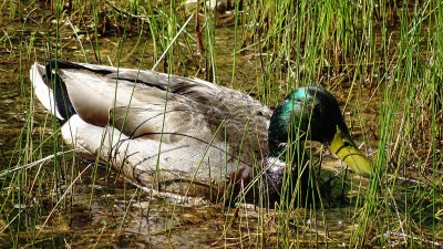 Mallard Male