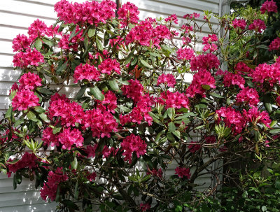 Rododendron 1