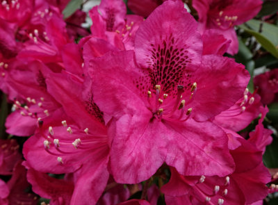 Rododendron 2