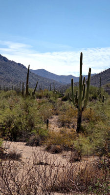 Saguaro Nat Park HDR DSC00981.jpg