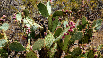 Saguaro Nat Park HDR DSC00990.jpg