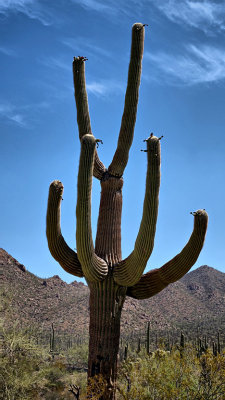 Saguaro Nat Park HDR DSC00996.jpg