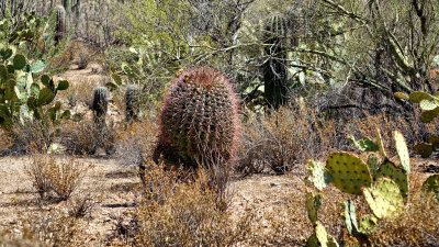 Saguaro Nat Park HDR DSC01006.jpg