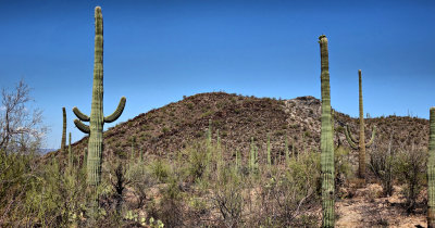 Saguaro Nat Park HDR DSC01011.jpg