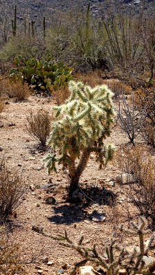 Saguaro Nat Park HDR DSC01016.jpg