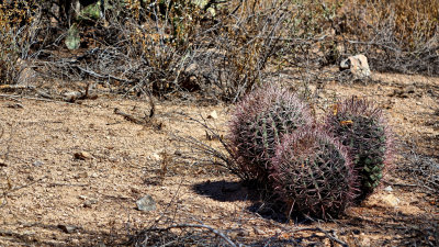 Saguaro Nat Park HDR DSC01020.jpg