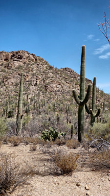 Saguaro Nat Park HDR DSC01026.jpg