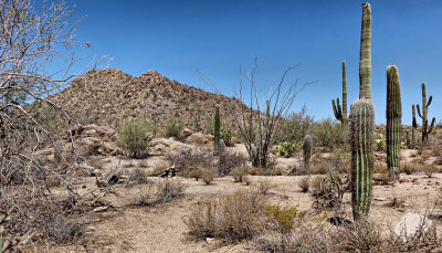 Saguaro Nat Park HDR DSC01031.jpg